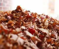 leaf pile